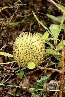 Banksia marginata - Banksia marginata  Australia,Banksia marginata,Eamw Banksias,Eamw flora,Fall,Geotagged,Silver Banksia