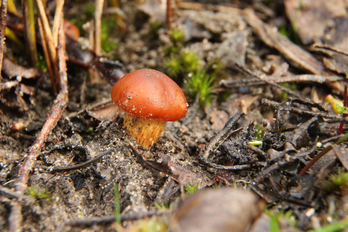 Genus - Hygrocybe Not fully developed yet. Australia,Eamw fungi,Fall,Geotagged,hygrocybe