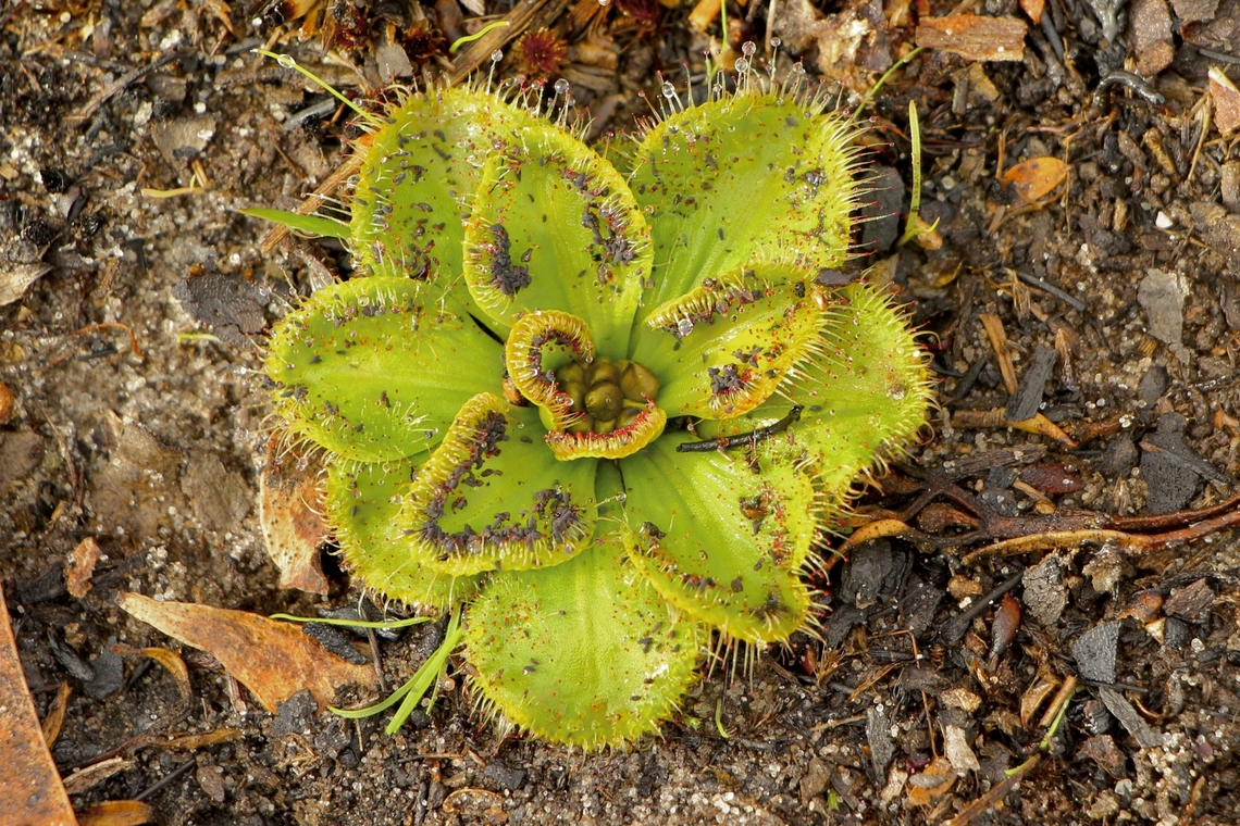 Whittaker&rsquo;s sundew - Drosera glanduligera Most of the red sticky tentacles are still covered with a black sheath. Australia,Drosera whittakeri,Eamw flora,Eamw sundews,Fall,Geotagged,Whittaker's Sundew