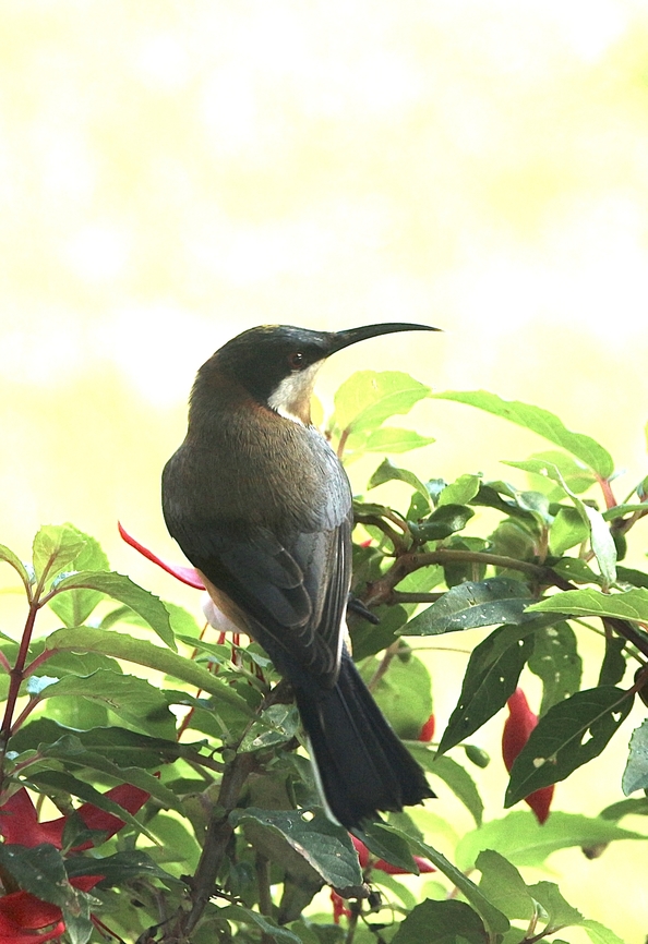Eastern Spinebill Loves to get nectar from my fushsia plants. Acanthorhynchus tenuirostris,Australia,Eamw birds,Eamw honeyeaters,Eastern Spinebill,Fall,Geotagged