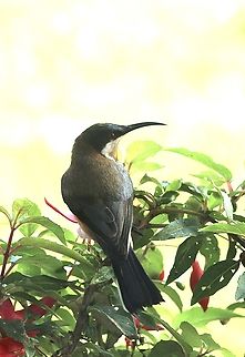 Eastern Spinebill Loves to get nectar from my fushsia plants. Acanthorhynchus tenuirostris,Australia,Eamw birds,Eamw honeyeaters,Eastern Spinebill,Fall,Geotagged