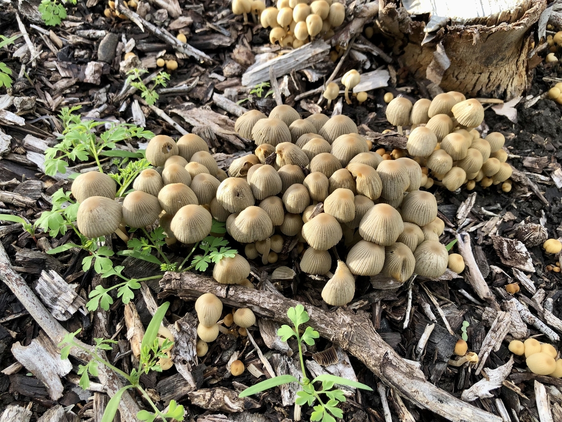 Genus - Coprinellus Big family. Australia,Eamw fungi,Geotagged
