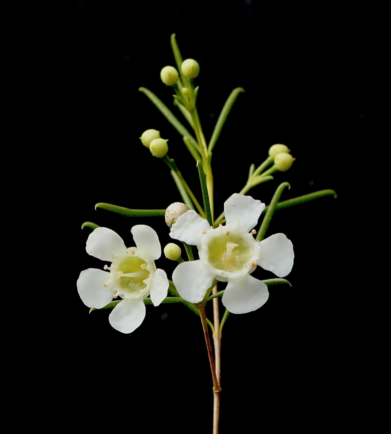 Geraldton wax - Chamelaucium uncinatum A Western Australian plant which flowers mostly in pink or white.<br />
It is used extensively in the plant nursery trade . Australia,Chamelaucium uncinatum,Fall,Geotagged,Geraldton wax Eamw flora