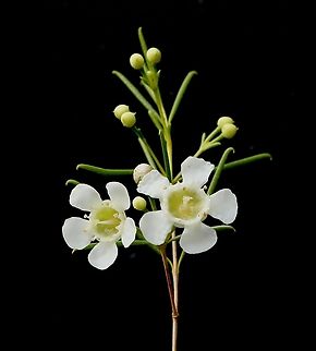 Geraldton wax - Chamelaucium uncinatum A Western Australian plant which flowers mostly in pink or white.
It is used extensively in the plant nursery trade . Australia,Chamelaucium uncinatum,Fall,Geotagged,Geraldton wax Eamw flora