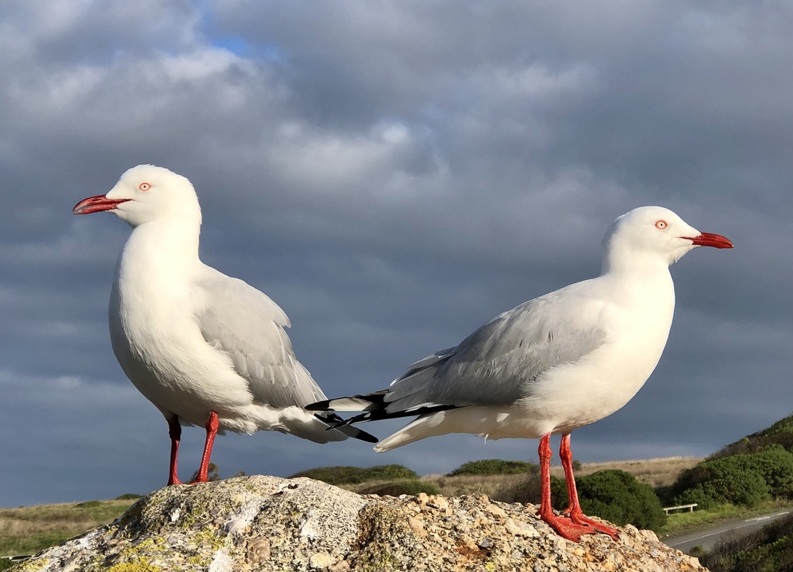 Silver bull - Chroicocephalus novaehollandiae  Australia,Chroicocephalus novaehollandiae,Eamw birds,Geotagged,Silver gull