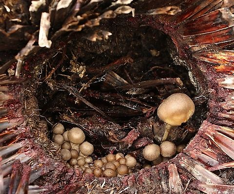 Unidentified fungi- Order - Agaricales All growing in a burned out grass tree trunk. Australia,Fall,Geotaggedeamw fungi