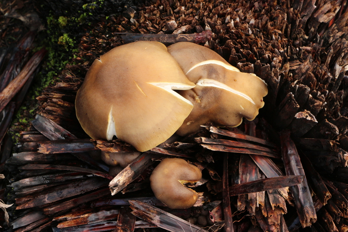 Unidentified fungi - Order  Agaricales Growing in burned grass tree trunk Australia,Eamw fungi,Fall,Geotagged