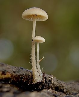 Unidentified fungi -Agaricales Growing on a decaying twick. Australia,Eamw fungi,Fall,Geotagged