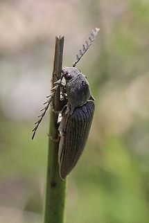 Unidentified click beetle  genus Ctenicera  Australia,Eamw beetles,Geotagged,Summer