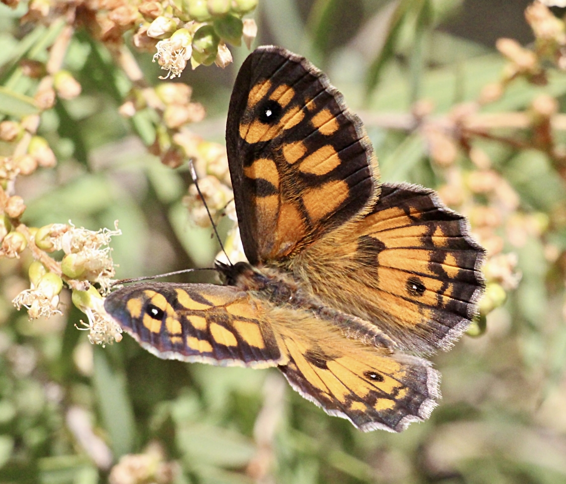 Common xenica - Geitoneura klugii  Australia,Common xenica,Eamw butterflies,Geitoneura klugii,Geotagged,Spring
