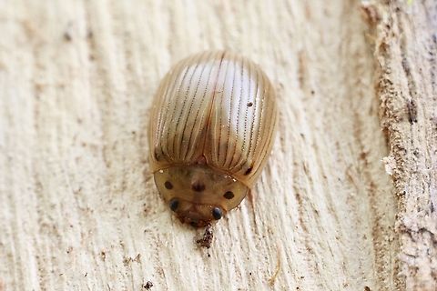 Paropsisterna intacta leaf beetle Found under bark. Australia,Eamw beetles,Geotagged,Paropsisterna intacta,Spring