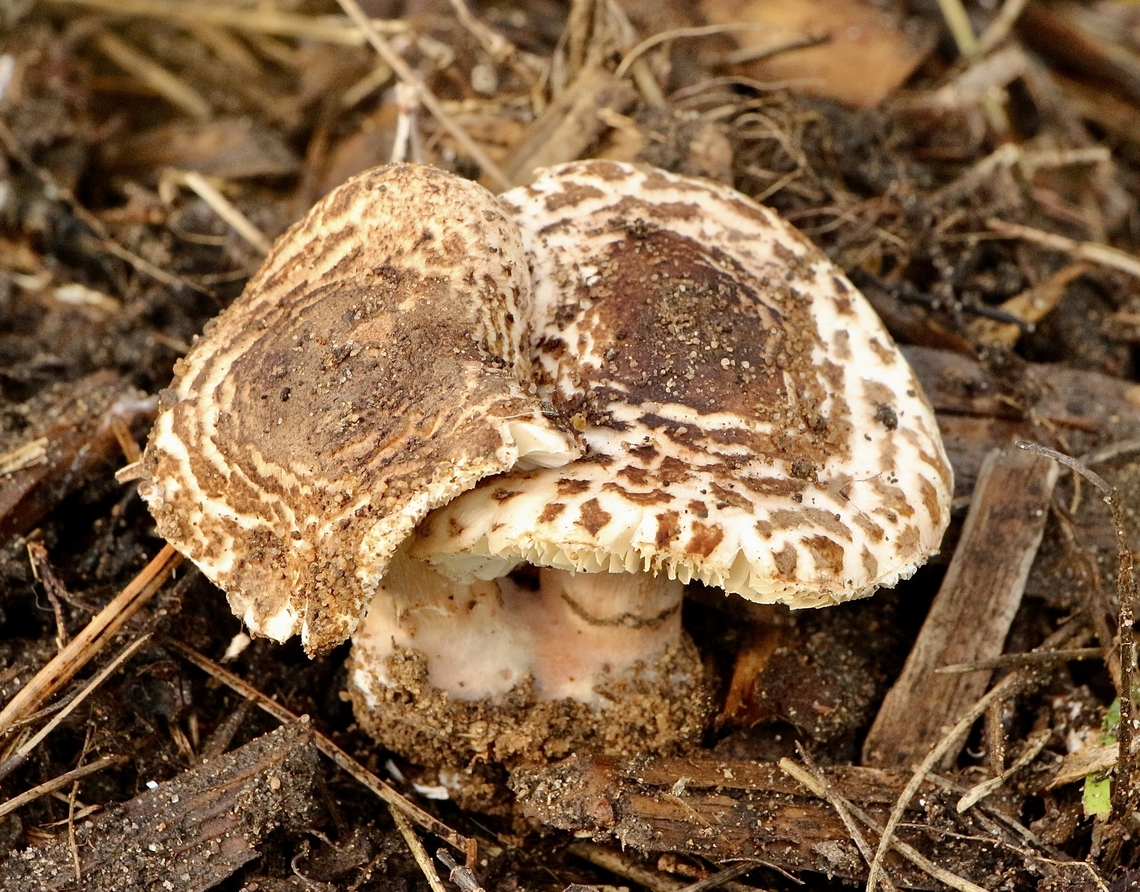 Shaggy Parasol - Chlorophyllum rhacodes  Australia,Chlorophyllum rhacodes,Eamw fungi,Geotagged,Shaggy Parasol,Winter