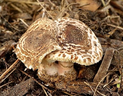 Shaggy Parasol - Chlorophyllum rhacodes  Australia,Chlorophyllum rhacodes,Eamw fungi,Geotagged,Shaggy Parasol,Winter