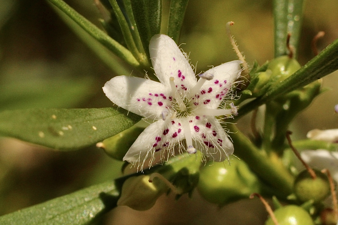 Common boobialla - Myoporum insulare  Australia,Common boobialla,Geotagged,Myoporum insulare,Spring,eamw flora