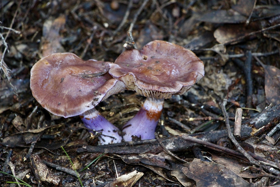 Cortinarius archeri Alwise beautiful seeing them in nature. Australia,Cortinarius archeri,EW cortinarius,Eamw fungi,Emperor Cortinar