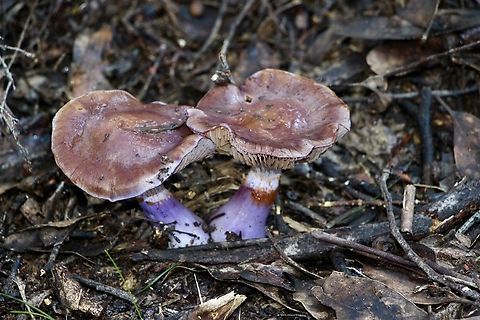 Cortinarius archeri Alwise beautiful seeing them in nature. Australia,Cortinarius archeri,EW cortinarius,Eamw fungi,Emperor Cortinar