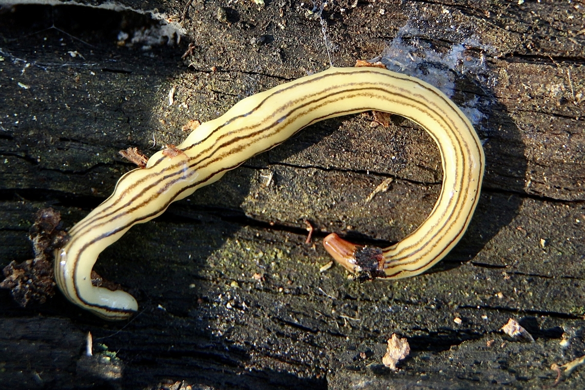 Fletchamia mediolineata Found under rotting wood Australia,Eamw worms,Fletchamia mediolineata,Geotagged,Winter
