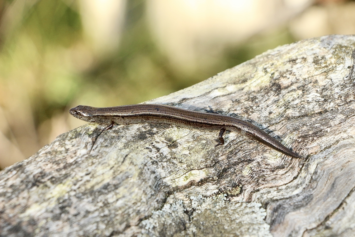 Three-toed earless skink - Hemiergis decresiensis Approximately 12 cm long. Australia,Eamw reptiles,Geotagged,Hemiergis decresiensis,Three-toed earless skink,Winter
