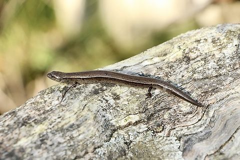 Three-toed earless skink - Hemiergis decresiensis Approximately 12 cm long. Australia,Eamw reptiles,Geotagged,Hemiergis decresiensis,Three-toed earless skink,Winter