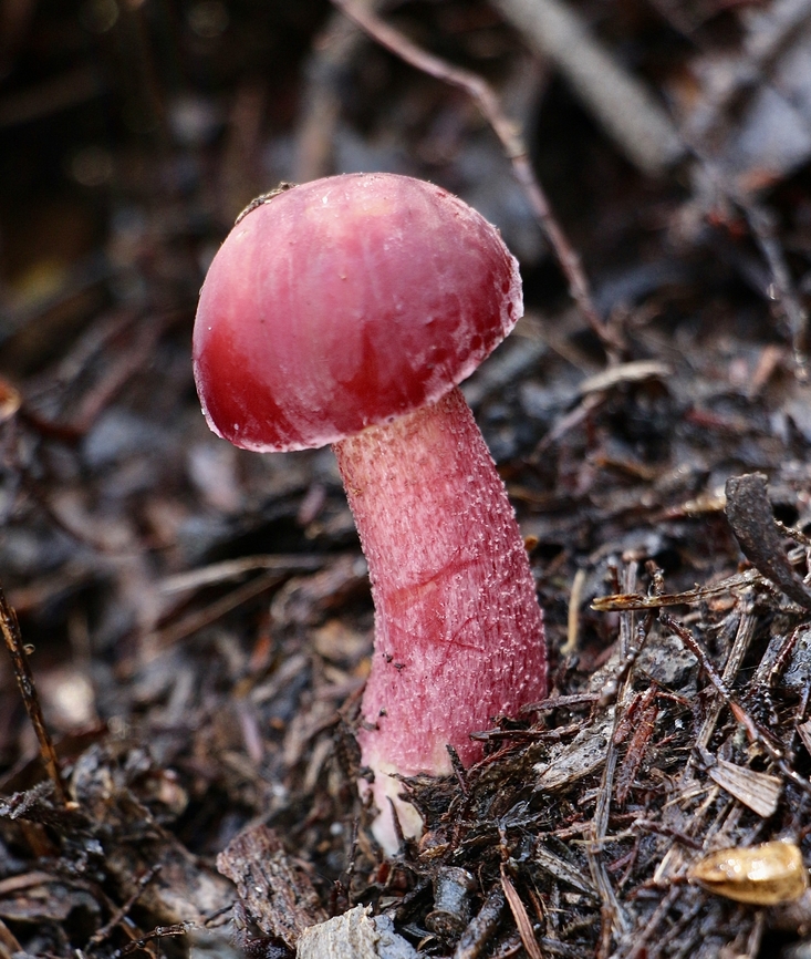 Rhubarb Bolete - Boletellus obscurecoccineus  Australia,Boletellus obscurecoccineus,Eamw bolete,Eamw fungi,Geotagged,Rhubarb bolete,Winter