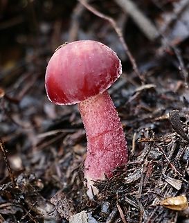 Rhubarb Bolete - Boletellus obscurecoccineus  Australia,Boletellus obscurecoccineus,Eamw bolete,Eamw fungi,Geotagged,Rhubarb bolete,Winter