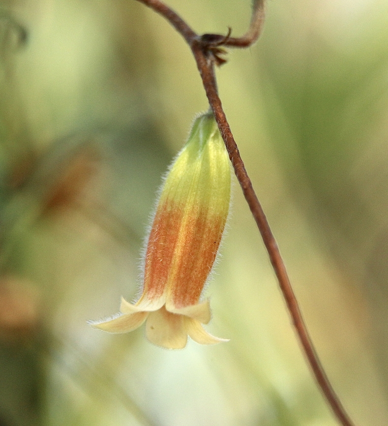 Orange Bell - Climber - Marianthus bignoniaceus  Australia,Eamw flora,Geotagged,Marianthus bignoniaceus,Orange Bell-Climber - Marianthus bignoniaceus,Winter