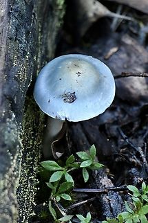 Elegant blue webcam - Cortinarius rotundisporus  Australia,Cortinarius rotundisporus,EW cortinarius,Eamw fungi,Elegant blue webcap