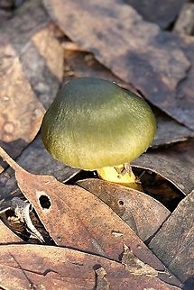Green skin- head   -  Cortinarius austrovenetus Immature Green skin - head Growing from under eucalyptus leaf litter. Cortinarius,Cortinarius austrovenetus,EW cortinarius,Eamw fungi,Geotagged,Green skin-head