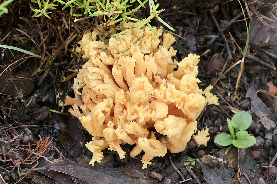 Coral fungus-Genus Ramaria  Australia,Eamw coral fungi,Eamw fungi,Geotagged,Winter