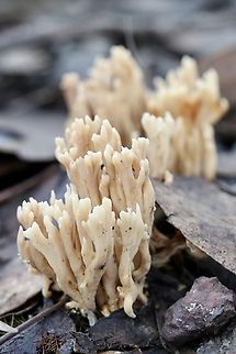 Genus - Ramaria  Australia,Eamw coral fungi,Eamw fungi,Geotagged,Winter