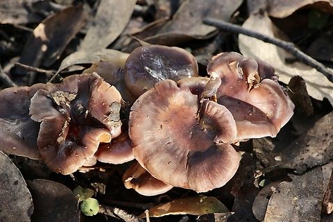 Genus - Gymnopus  Australia,Eamw fungi,Geotagged,Winter