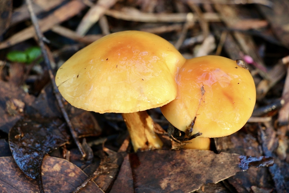 Cortinarius sinapicolor  Australia,Cortinarius sinapicolor,EW cortinarius,Eamw fungi,Geotagged,Winter