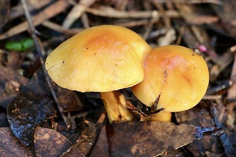 Cortinarius sinapicolor  Australia,Cortinarius sinapicolor,EW cortinarius,Eamw fungi,Geotagged,Winter