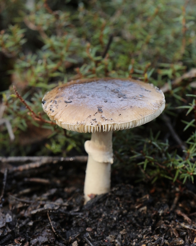 Genus - Amanita  Australia,Eamw fungi,Geotagged,Winter