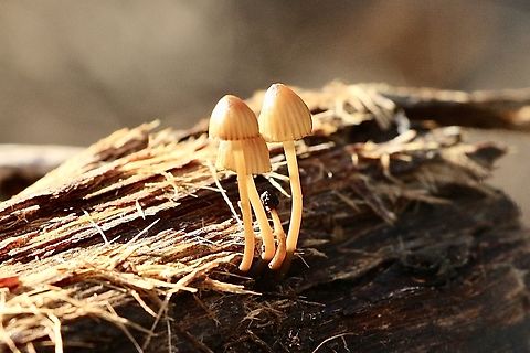 Small bonnet fungi  Mycena ,growing on decaying wood  Australia,Eamw fungi,Geotagged,Winter