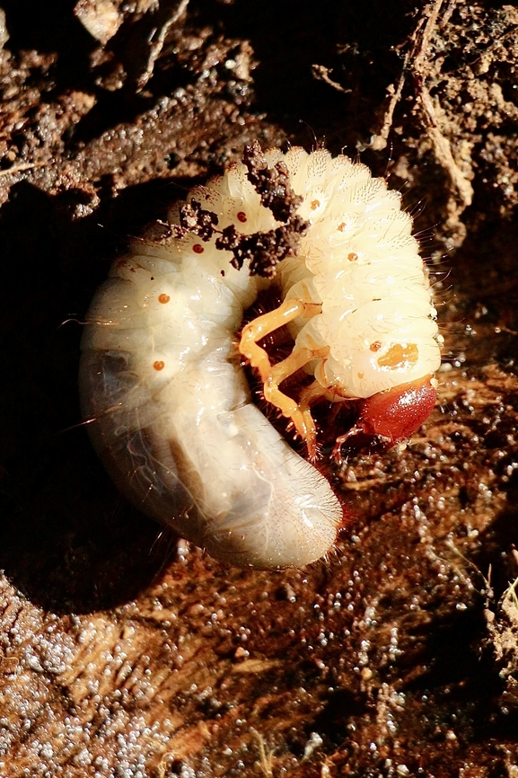 Beetle larvae , Tribe - Pentodontini  Australia,Eamw beetles,Geotagged,Winter