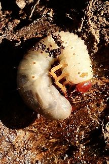 Beetle larvae , Tribe - Pentodontini  Australia,Eamw beetles,Geotagged,Winter
