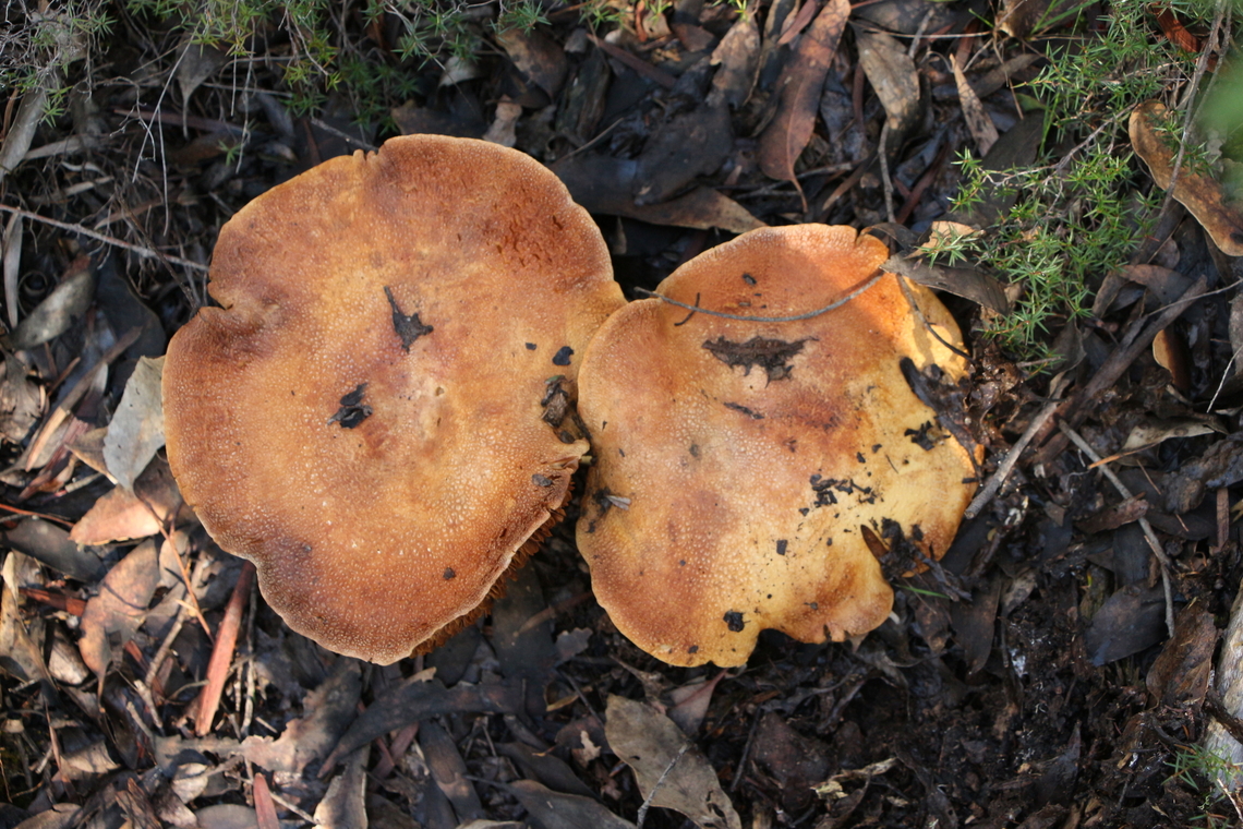 Genus - Gymnopilus  Australia,Eamw fungi,Geotagged,Winter
