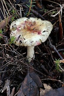 Genus - Russula  Australia,Eamw fungi,Geotagged,Winter