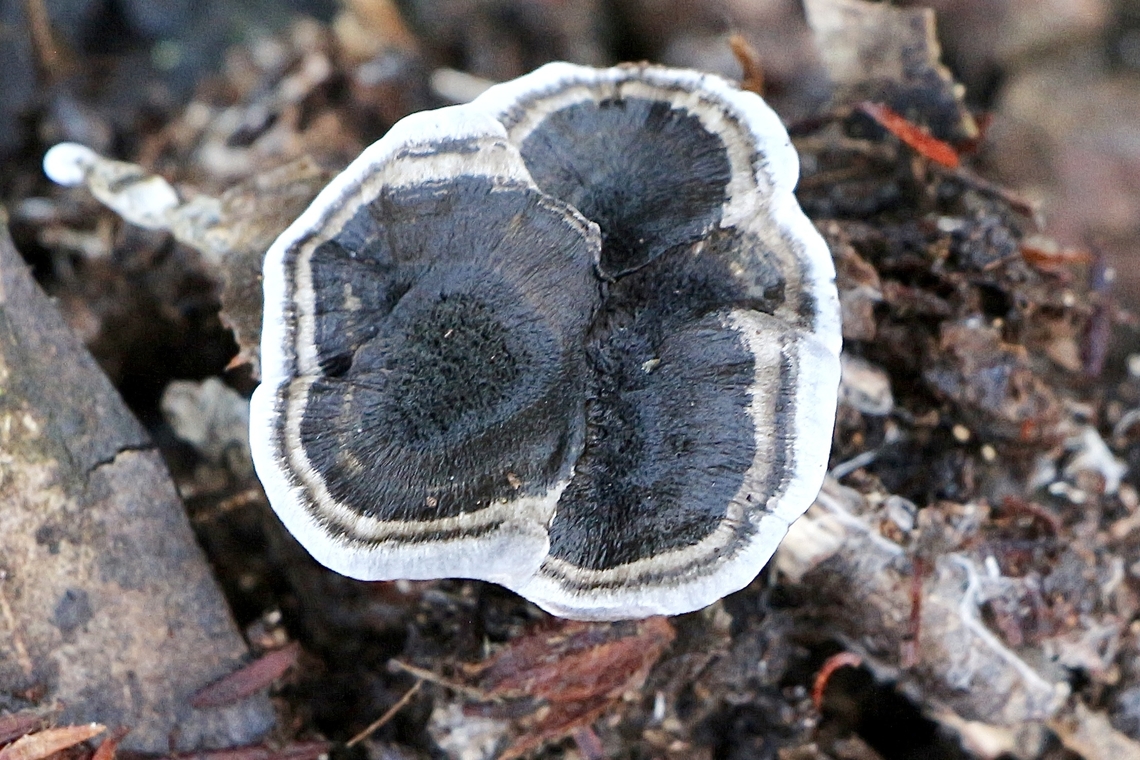 Genus - Phellodon  Australia,Eamw fungi,Geotagged,Phellodon niger,Winter