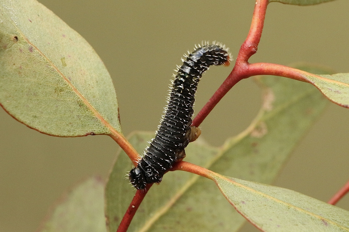 Steel blue sawfly larvae  Australia,Eamw sawfly,Geotagged,Perga dorsalis,Steel-blue Sawfly,Winter