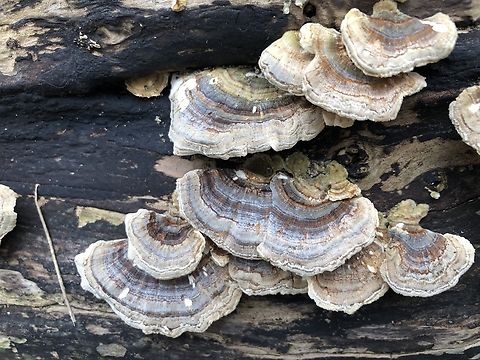 Turkey Tail - Trametes versicolor  Australia,Eamw fungi,Geotagged,Trametes versicolor,Turkey Tail