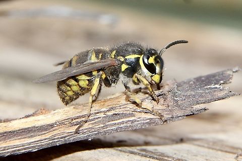 German wasp - Vespula germanica Found by itself under eucalyptus bark ,barely able to move due to near sero temperature. Australia,Eamw wasps,Geotagged,German wasp,Vespula germanica,Winter