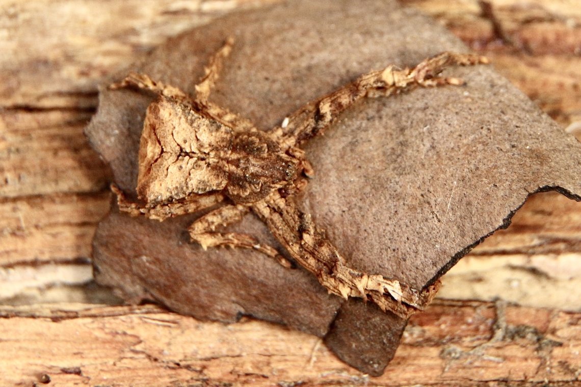 Unidentified species of crab spider - family Thomisidae Found under eucalyptus bark.  Australia,Eamw spiders,Geotagged,Winter