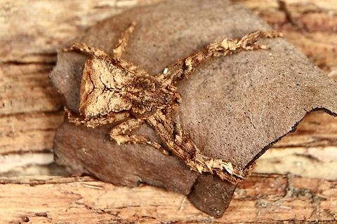 Unidentified species of crab spider - family Thomisidae Found under eucalyptus bark.  Australia,Eamw spiders,Geotagged,Winter