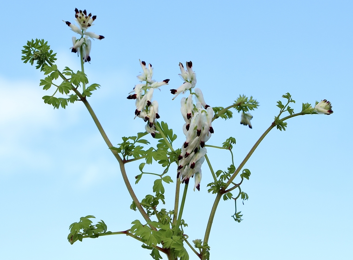 White ramping fumitory - Fumaria capreolata  Australia,Eamw flora,Fumaria capreolata,Geotagged,White ramping fumitory,Winter