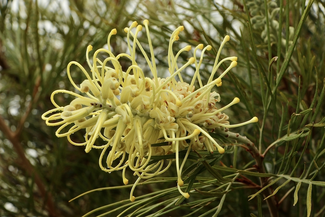 Banks’ grevillea - Grevillea banksii A favorite for ornamental plantings in all states. Australia,Eamw flora,Geotagged,Grevillea banksii,Grevillia banksii,Winter