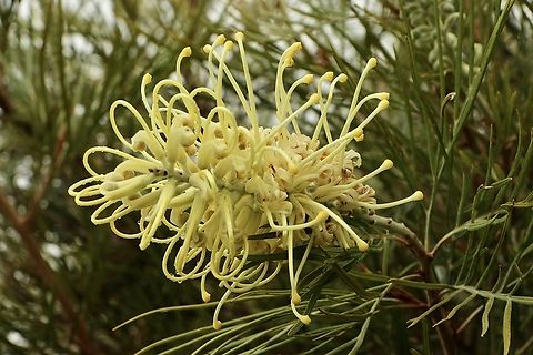 Banks’ grevillea - Grevillea banksii A favorite for ornamental plantings in all states. Australia,Eamw flora,Geotagged,Grevillea banksii,Grevillia banksii,Winter