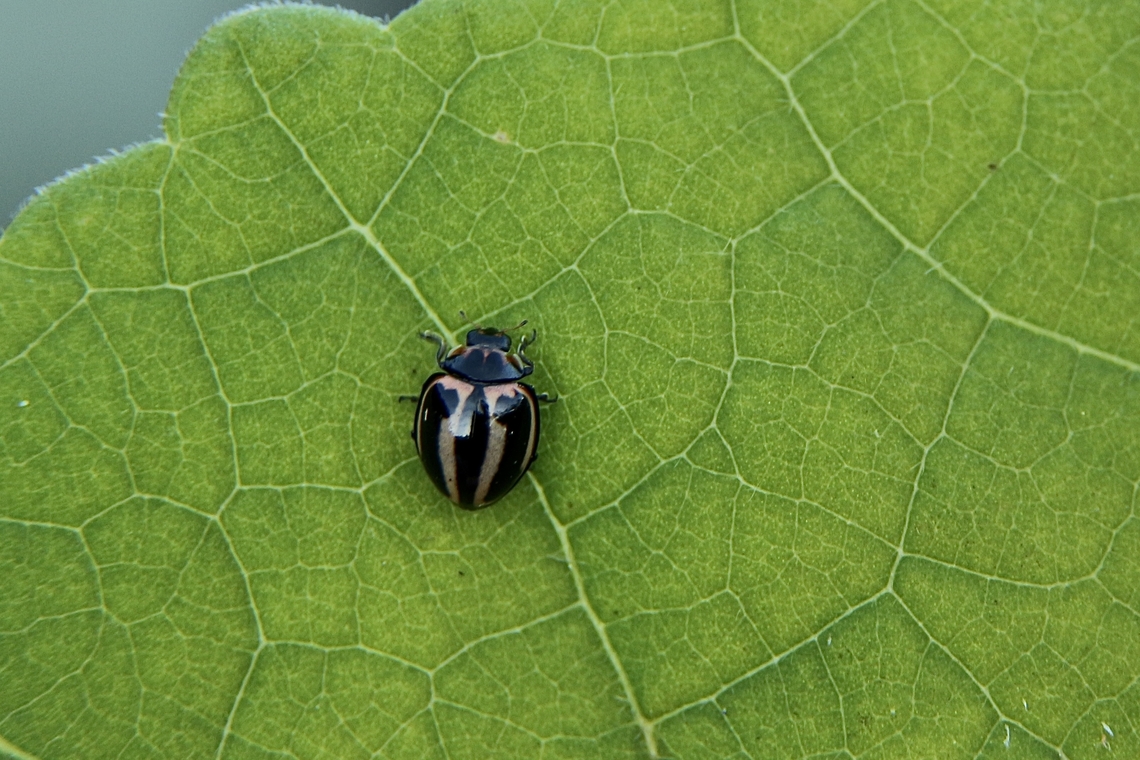 Striped Ladybird- Micraspis frenata A rather small species of Ladybird beetles. ( approximately 3-4 mm) Australia,Eamw beetles,Eamw ladybird beetles,Geotagged,Micraspis frenata,Winter
