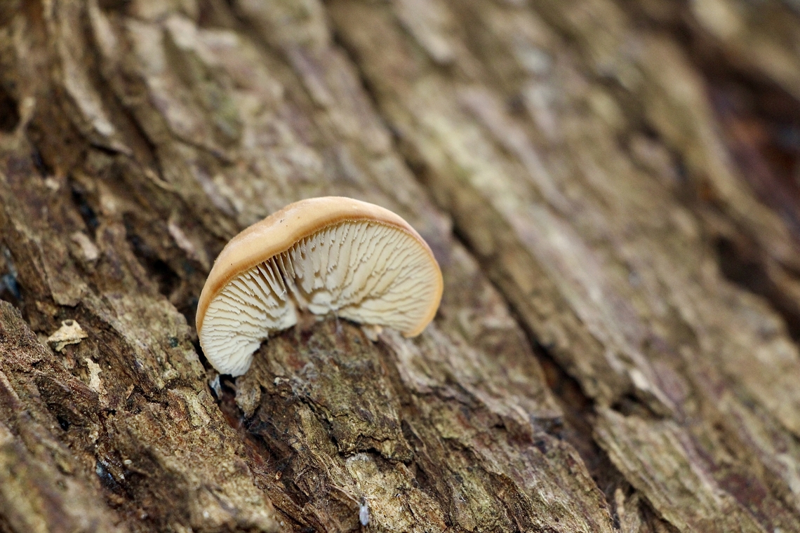 Lentinellus pulvinulus Growing on eucalyptus tree.<br />
 Australia,Eamw fungi,Geotagged,Lentinellus pulvinulus,Winter